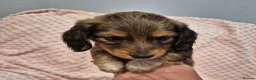 Dachshund dogs for sale:  Stunning Miniature longhaired dachshund puppies  - Advert 7