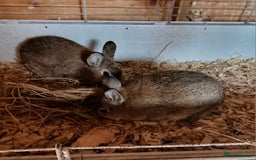 Netherland Dwarf rabbits for sale: 2 Netherland dwarf does and 1 buck - Image 4