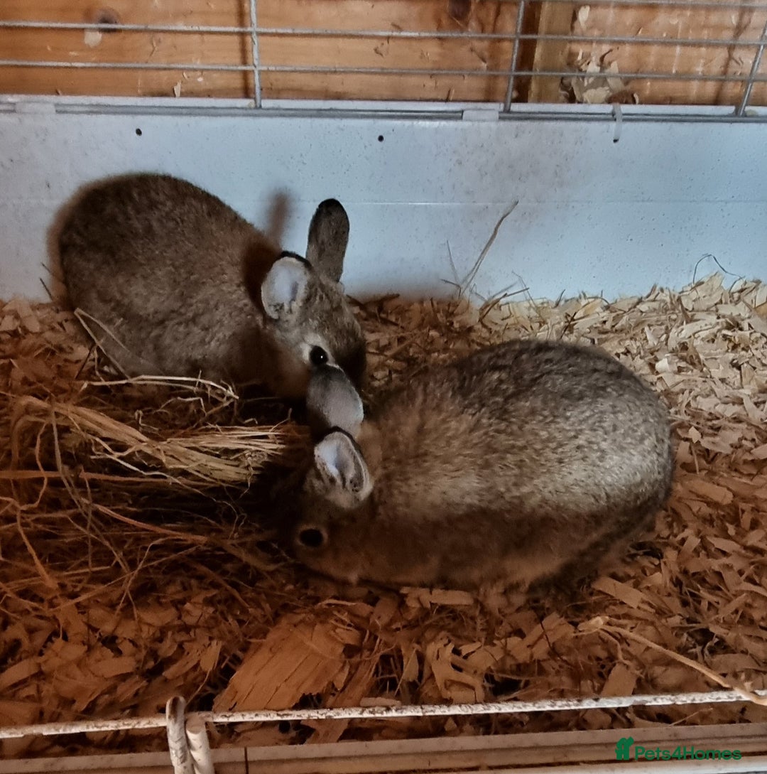 Netherland Dwarf rabbits for sale: 2 Netherland dwarf does and 1 buck - Image 4