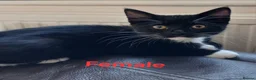 Mixed Breed cats for sale: 6 Crazy, curious, loving kittens - Advert 2