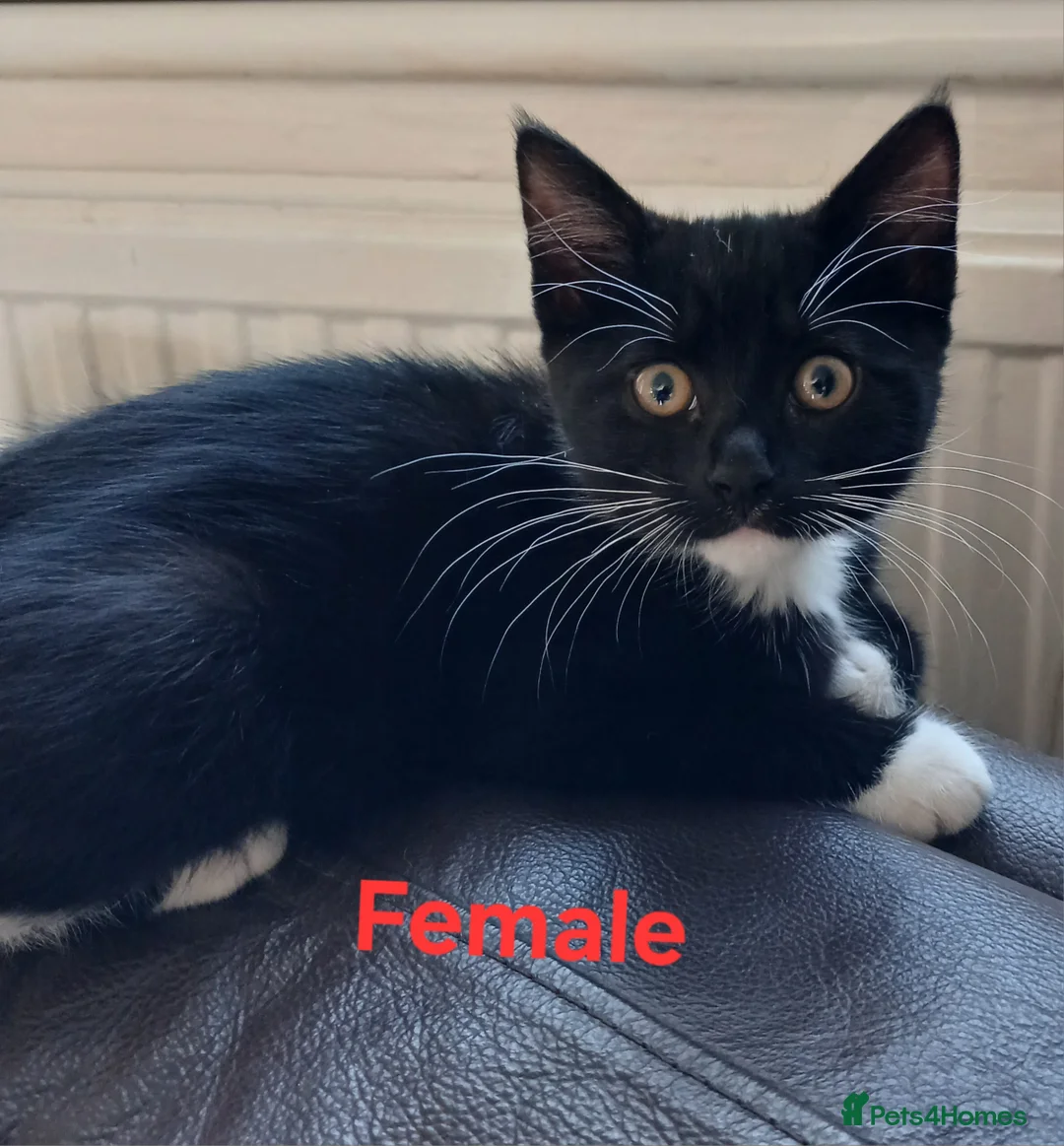 Mixed Breed cats for sale: 6 Crazy, curious, loving kittens - Advert 2