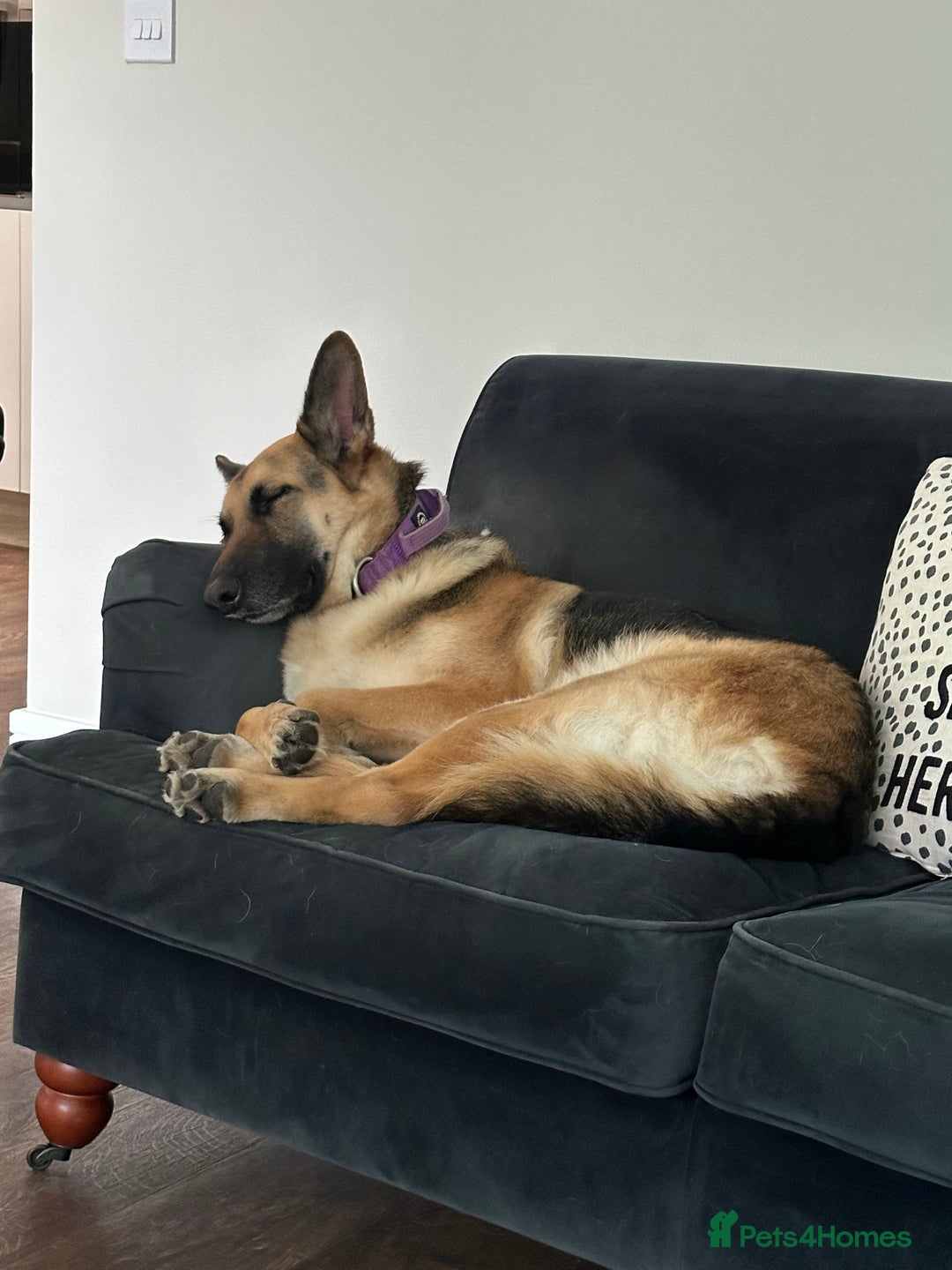 German Shepherd dogs for sale: Female German Shepherd  - Advert 3