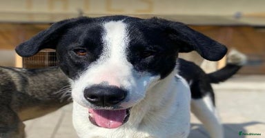Mixed Breed dogs - Advert 1