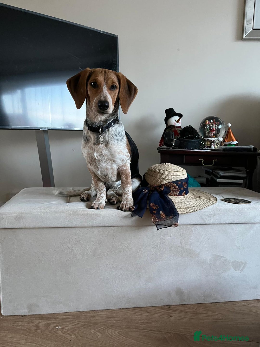 Mixed Breed dogs for adoption: Adorable Mimi Beagle cross 5 months old - Advert 2