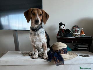 Mixed Breed dogs Adorable Mimi Beagle cross 5 months old - Advert 1