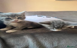 Mixed Breed cats for sale: Kittens - Image 12