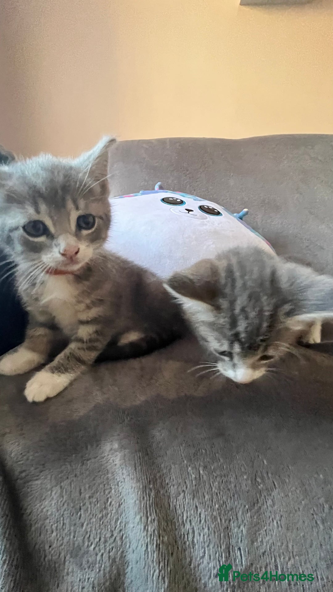 Mixed Breed cats for sale: Kittens - Image 12