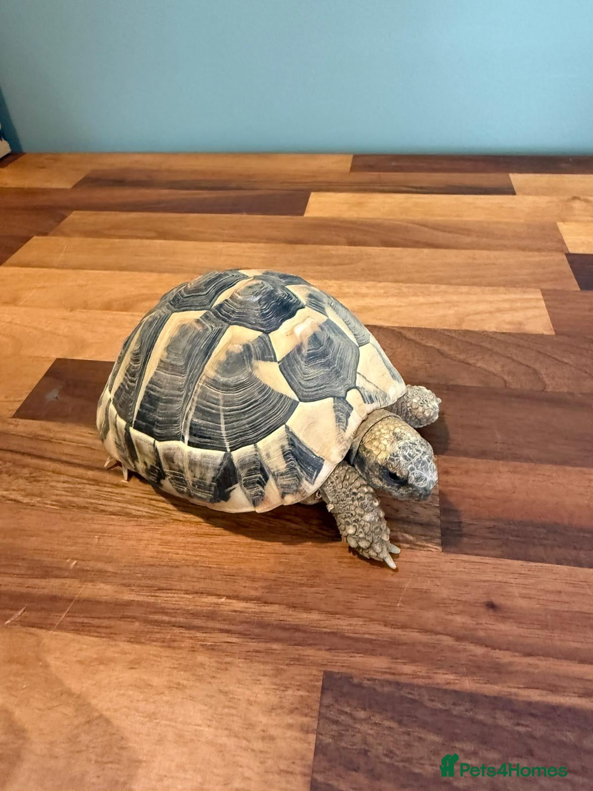 Hermann Tortoise reptiles 2020 Hermann's tortoise + Full Setup, Vet Checked - Advert 3