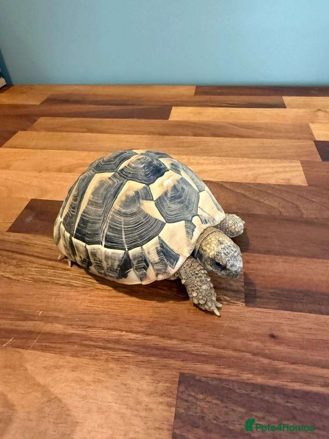 Hermann Tortoise reptiles for sale: 2020 Hermann's tortoise + Full Setup, Vet Checked - Advert 1