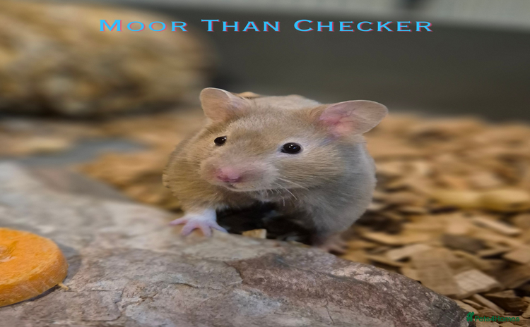 Hamster rodents - Advert 1
