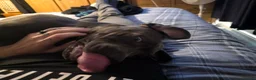 Mixed Breed dogs for sale: Avacyn (Ava) - Advert 5