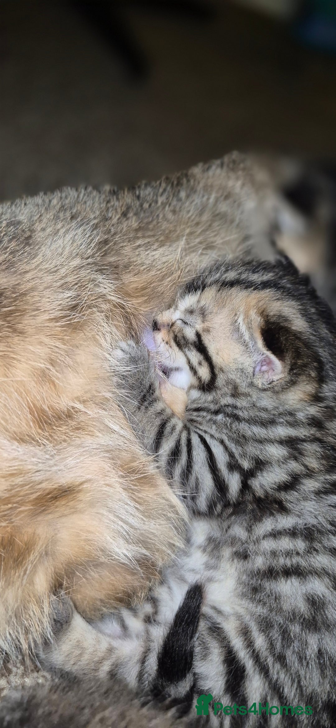 Mixed Breed cats for sale: Tabby/ginger kittens for sale  - Advert 8