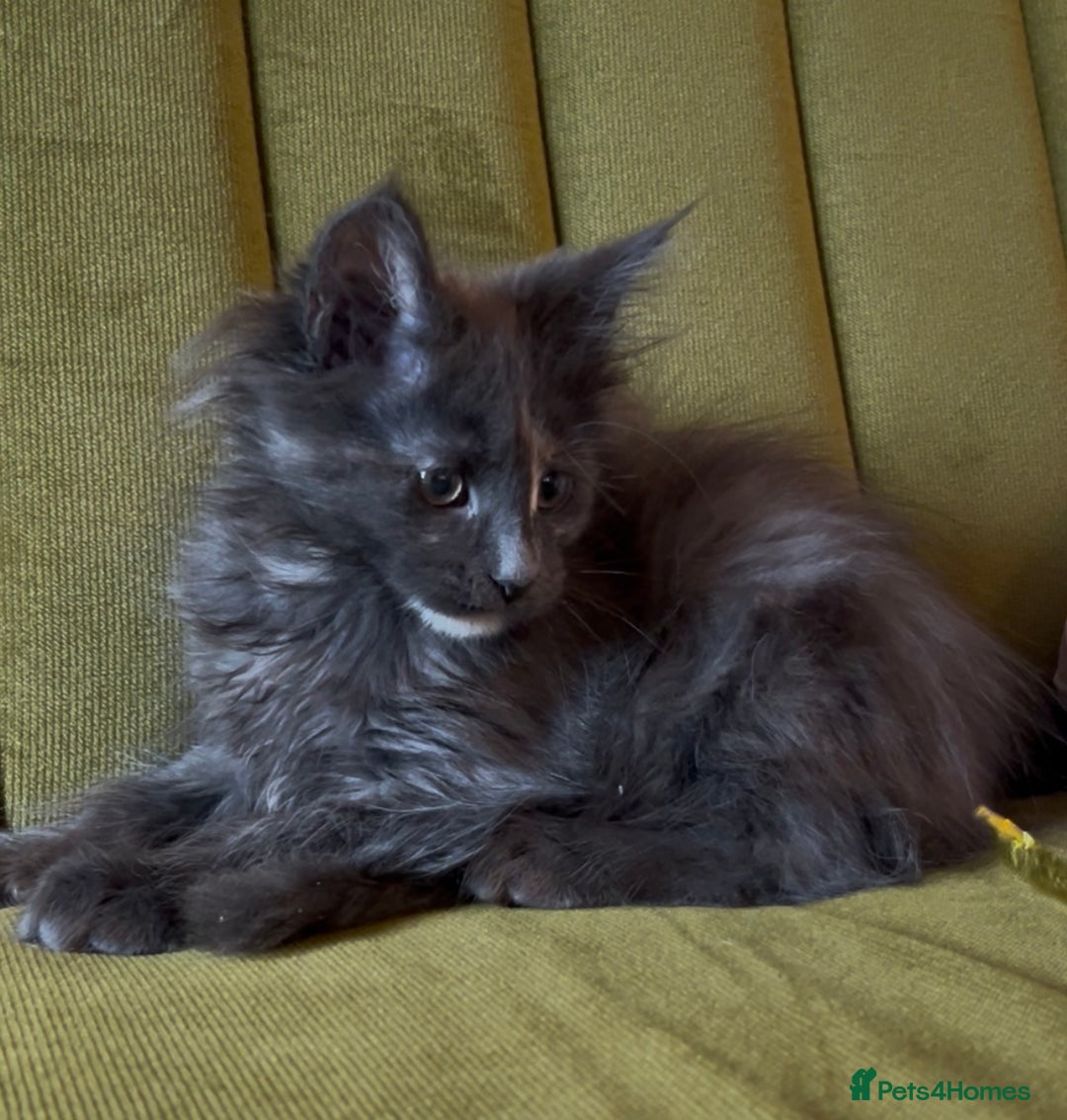 Maine Coon cats for sale: Maine Coon girls READY NOW Russian sired  - Image 20