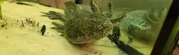 Axolotl reptiles for sale: Axolotls - 2 males and full tank set up in Kilmarnock - Advert 5