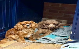 Cavapoo dogs for sale: F1 Cavapoo Girl Ready Now  - Image 7