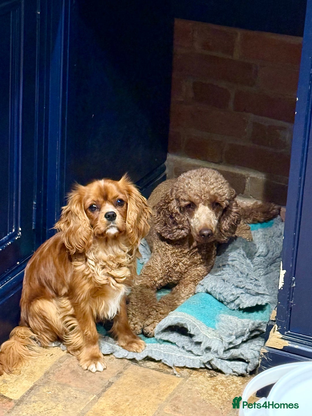 Cavapoo dogs for sale: F1 Cavapoo Girl Ready Now  - Image 7