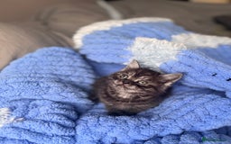 British Shorthair cats for sale: British shorthair kittens ready to leave now!! - Image 5