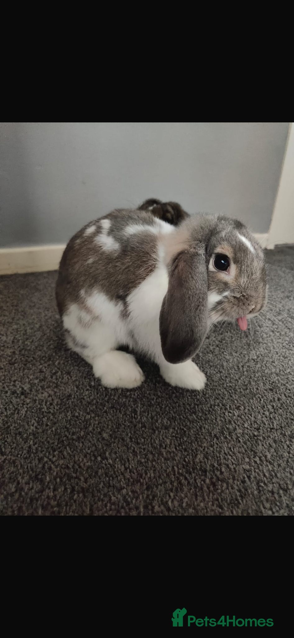 Mini Lop rabbits Male Mini Lop Rabbit - Advert 3