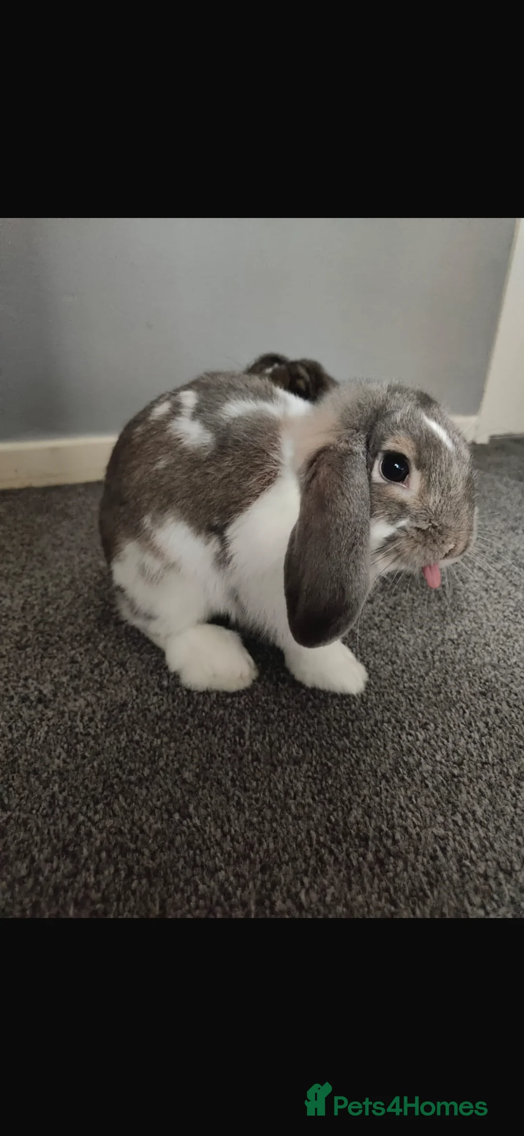 Mini Lop rabbits for sale: Male Mini Lop Rabbit - Advert 1