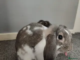 Mini Lop rabbits Male Mini Lop Rabbit - Advert 1