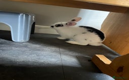 Lionhead rabbits for sale: 3-4 month lionhead mix looking for new home  - Image 5