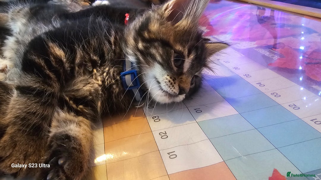 Mixed Breed cats for sale: Few lovely kittens ready for new lovely homes ! - Image 6