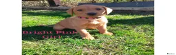 Labrador Retriever dogs for sale: Labrador Retriever puppies  - Advert 14
