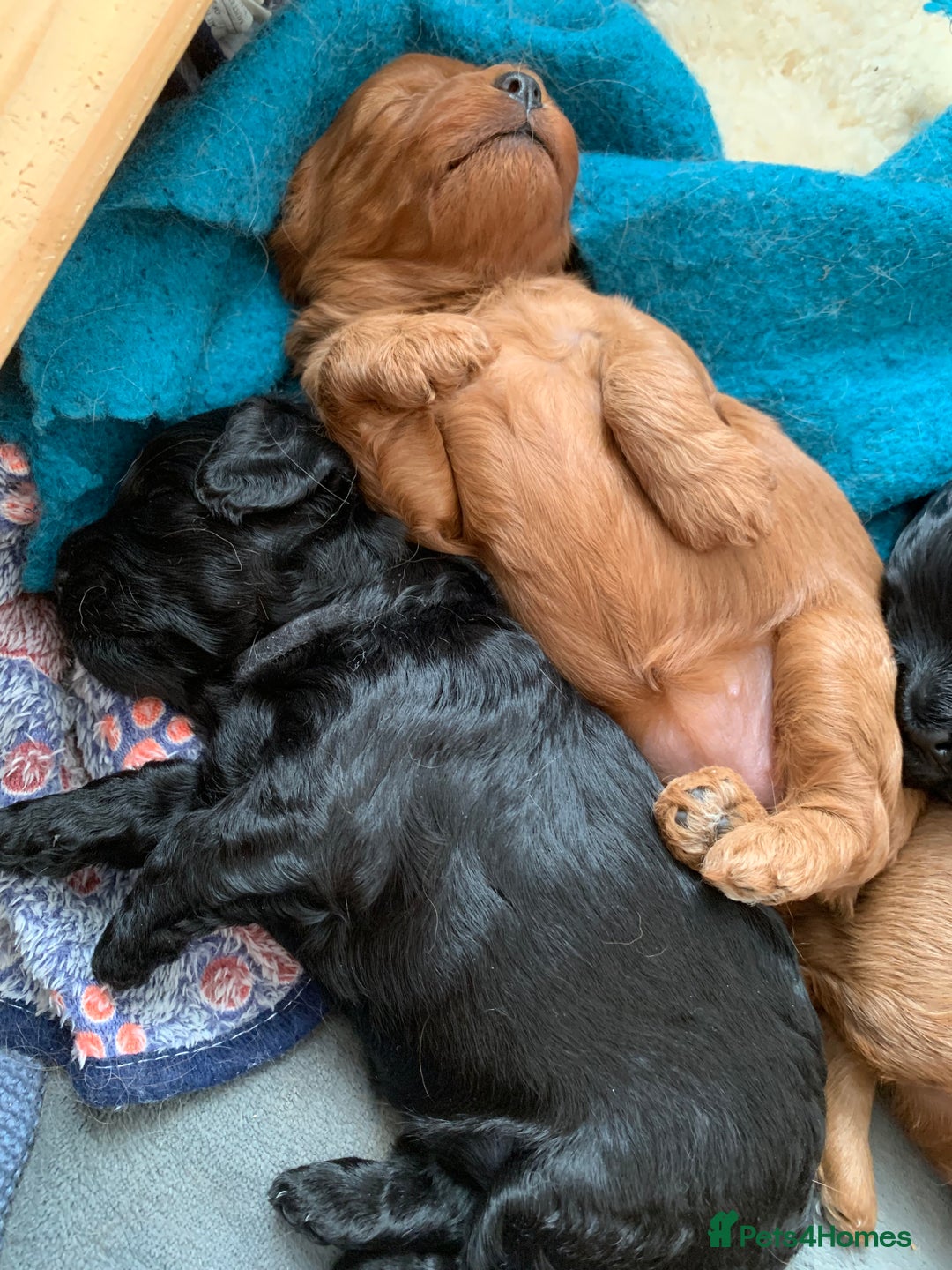 Cavapoo dogs for sale: Stunning premium F1 Cavapoo babies 🥰 - Image 36