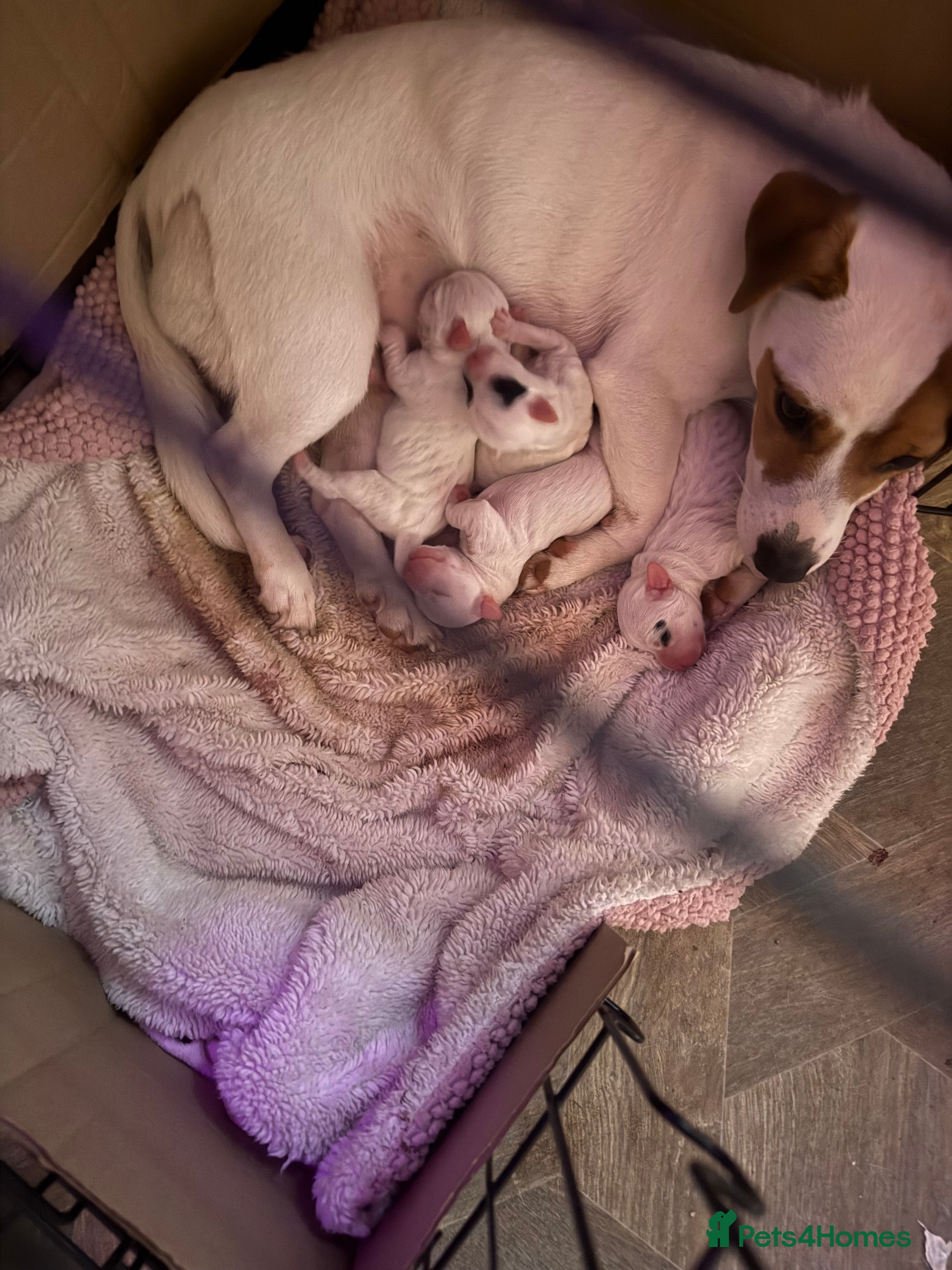 Jack Russell dogs Amazing jack Russell litter  - Advert 17