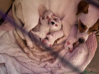 Jack Russell dogs for sale - Advert 1