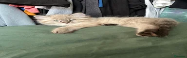 Ragdoll Kitten 1