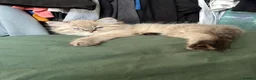 Ragdoll cats for sale: Full bread male ragdoll seal mink lynx - Advert 2