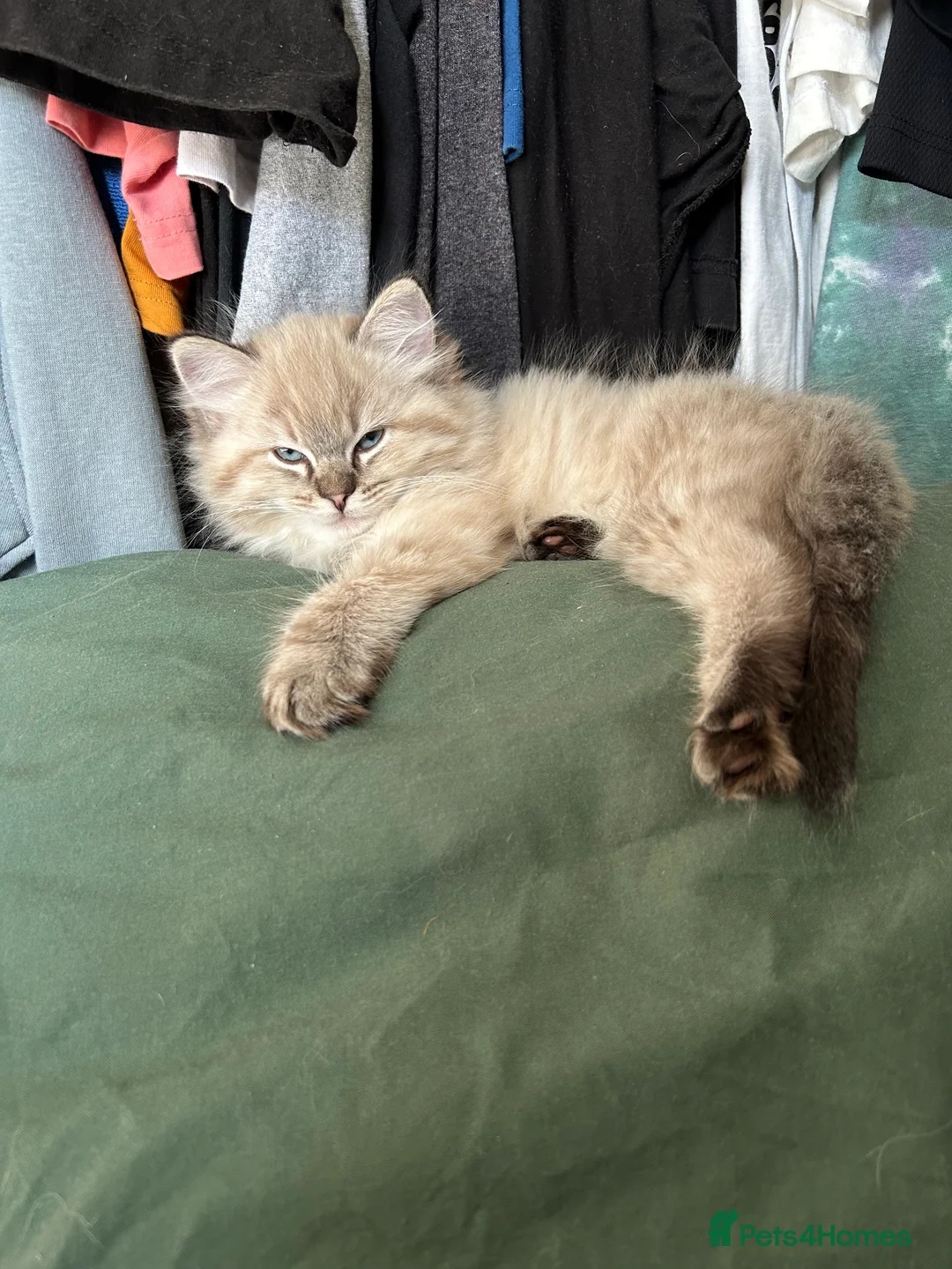 Ragdoll cats for sale: Full bread male ragdoll seal mink lynx - Advert 2