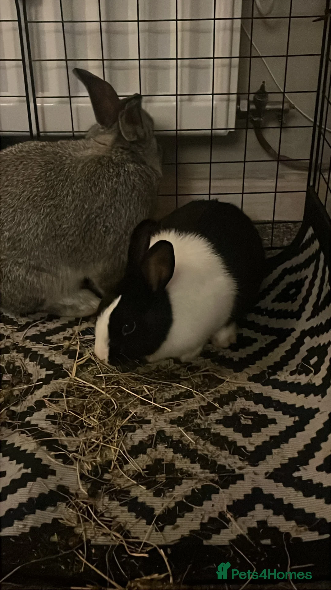 Mixed Breed rabbits for sale: Luna& thumper both 20 weeks - Advert 2