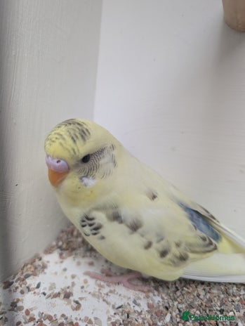 Budgerigars birds - Advert 10