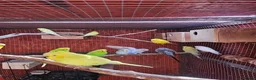 Budgerigars birds for sale: Budgies - Advert 13
