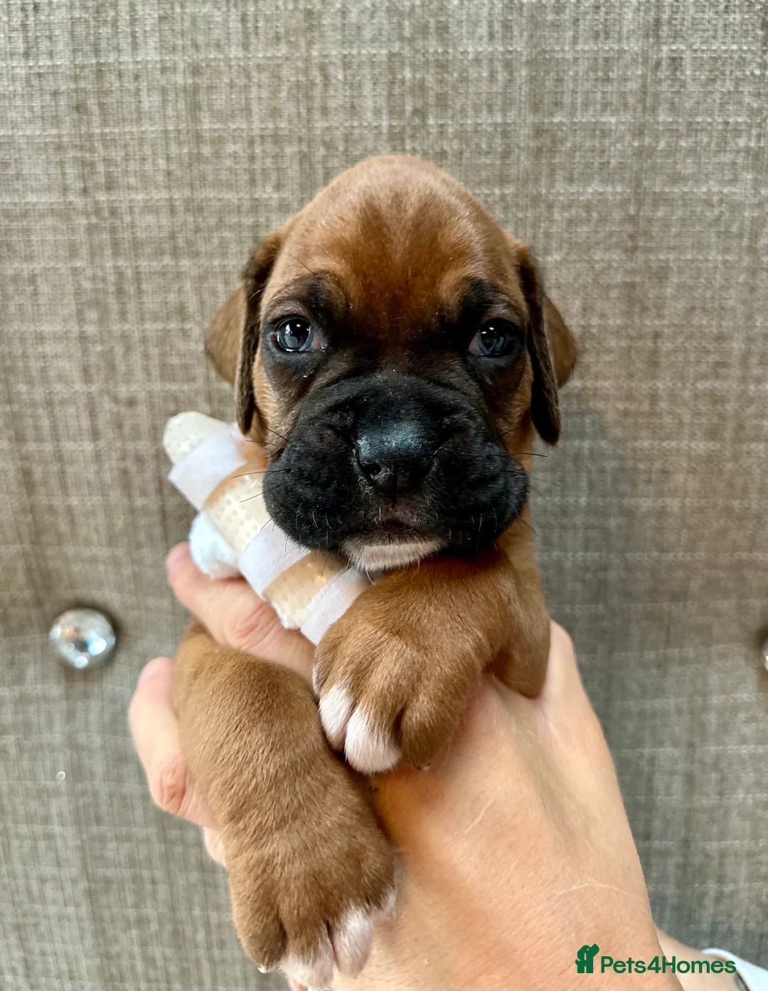 Boxer dogs for sale: Stunning Litter of 5 Boxer Puppies 🐶 - Advert 6