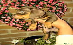 Miniature Dachshund dogs for sale: Kc registered quality mini dachshund puppies - Image 3