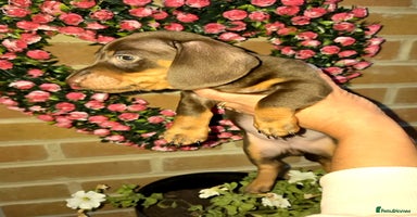 Miniature Dachshund dogs - Advert 2