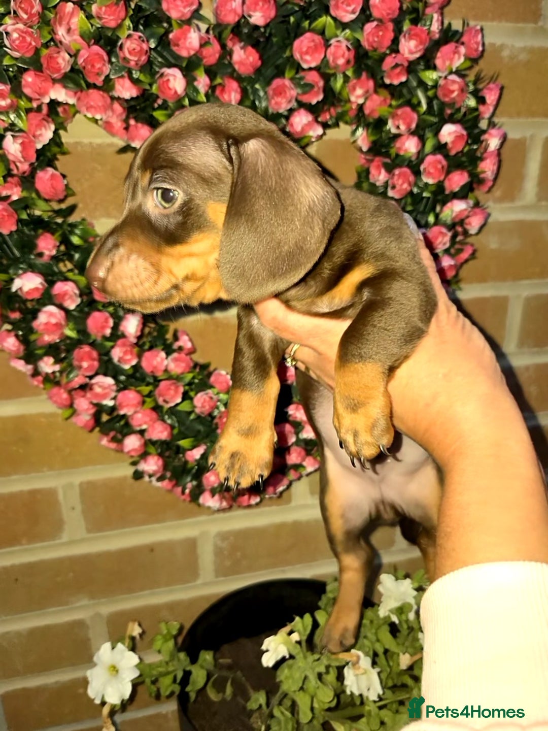Miniature Dachshund dogs for sale: Kc registered quality mini dachshund puppies - Image 3