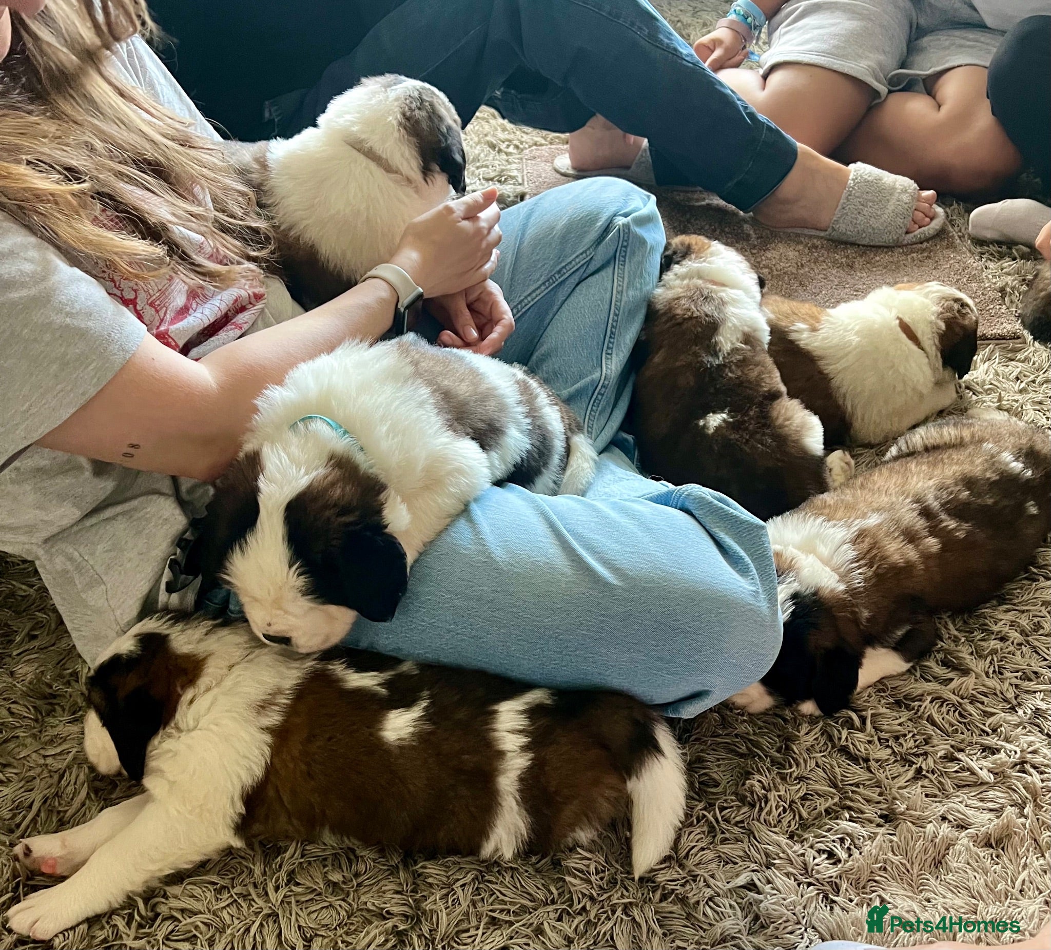 Saint Bernard dogs Beautiful KC registered show quality Puppies.  - Advert 1