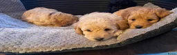 Cockapoo dogs for sale: Cockapoos - Advert 9