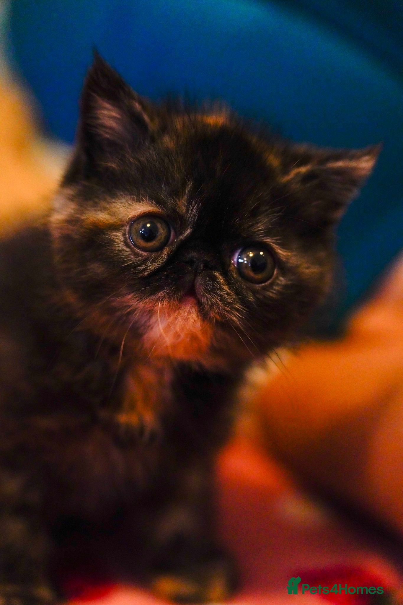 Persian cats Exotic Persian kittens  - Advert 1