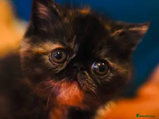 Persian cats Exotic Persian kittens - Advert 1