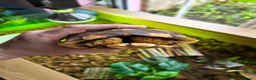 Tortoise reptiles for sale: Marginated Tortoise - Advert 3