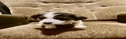 Jack Russell dogs for sale: Jack Russell puppies  in Bromyard - Advert 3