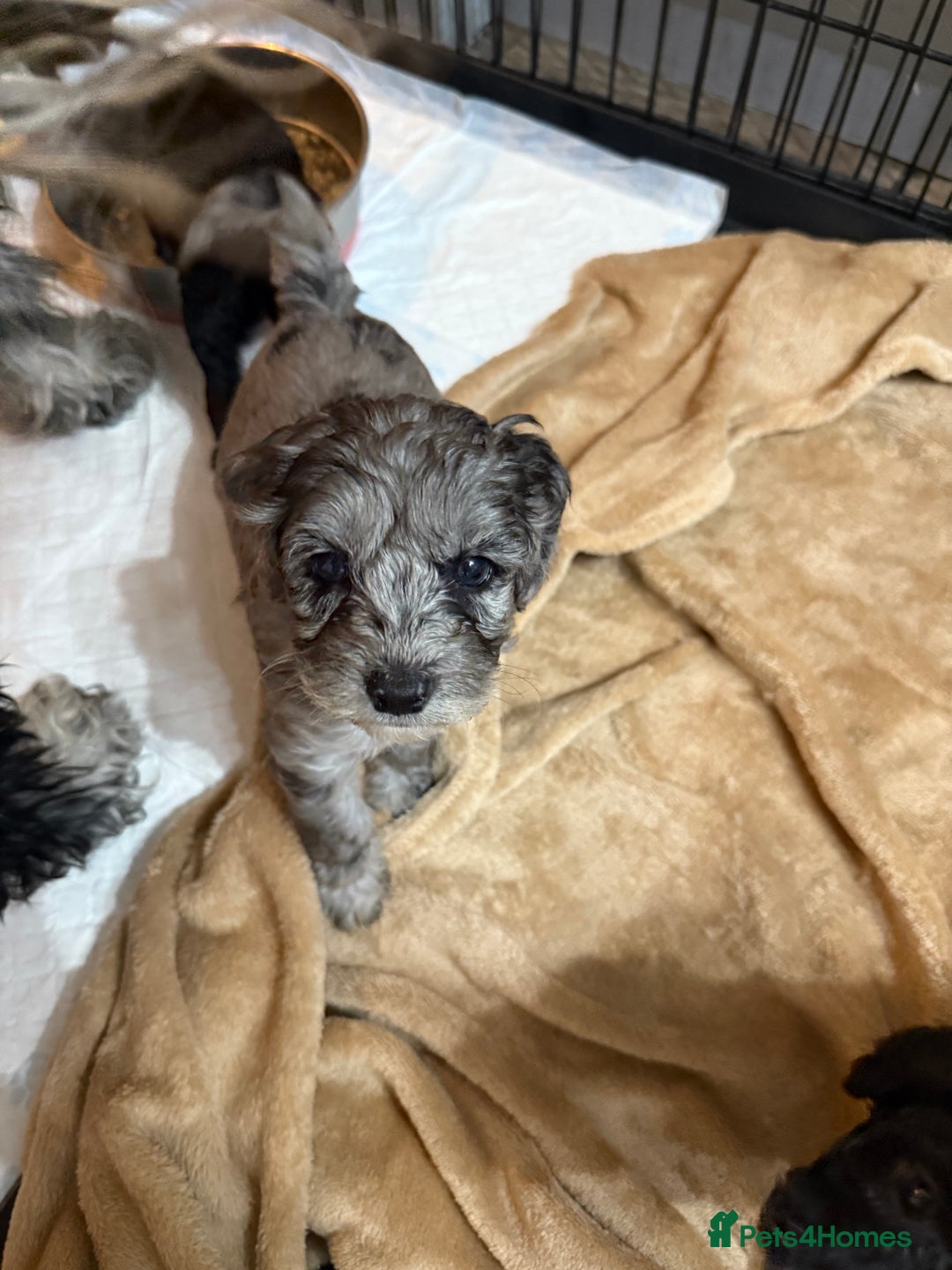 Cockapoo dogs for sale: Beautiful litter of f2 Cockapoo puppies  - Image 1