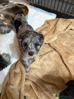 Cockapoo dogs - Advert 14