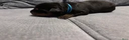 Rottweiler dogs for sale: ELITE KC REGISTERED GERMAN ROTTWEILER PUPPIES  - Advert 8
