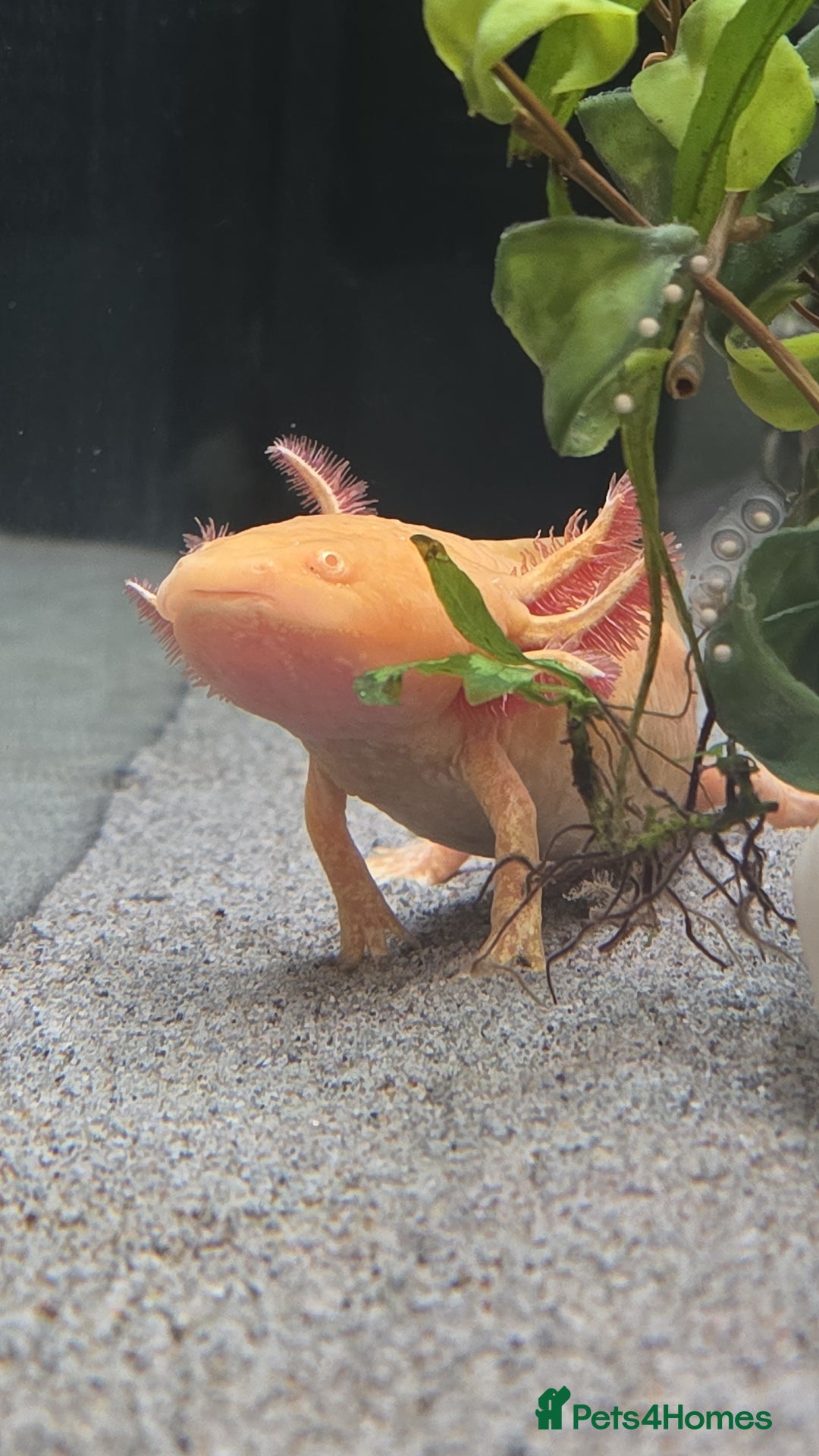 Axolotl reptiles for sale: Axolotl - Advert 3